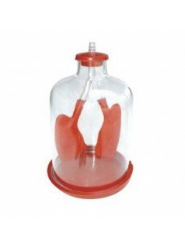 Larynx Heart And Lungs Model MYASKRO larynx-heart-and-lungs-model-myaskro